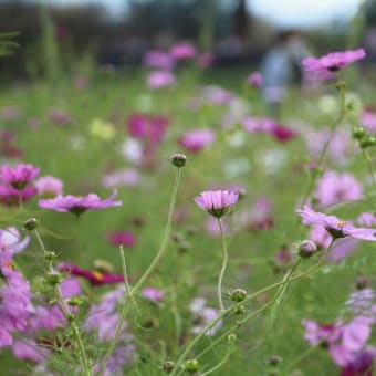 リサイクル公園のコスモス