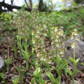 出遅れても何かしら…　藤原岳 （ 孫太尾根で草木まで ）