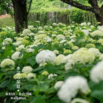 水辺の涼景。