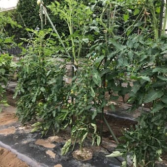 Hilo‘s Farm 万願寺唐辛子を初収穫