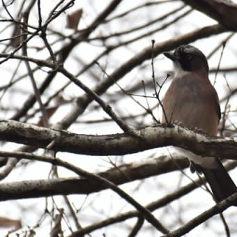 近くのお山探鳥