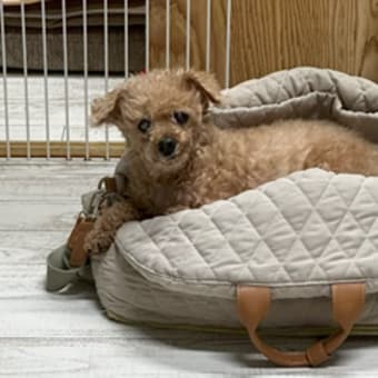 暑くて何にもしたくないけど、、、お仕事頑張ろうっと！