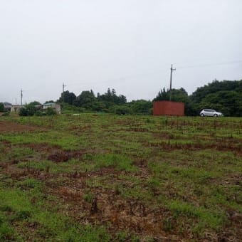 2023年6月11日　天気予報通り今日は「雨」のため、畑の手入れはお休みです。