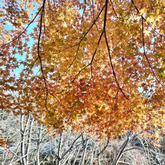 紅葉が見たくて