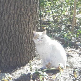 ねこ捕獲作戦の日（県営Ｓ公園）