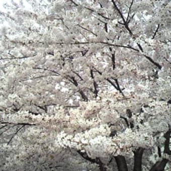 桜のドレッシング