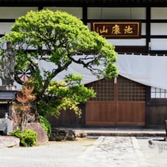 池康山泉龍院😐😐😐境内の三色の藤が見ごろを迎えて甘い香りを放っている