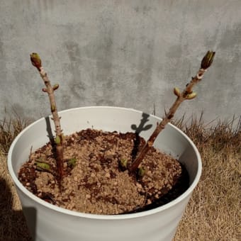 植え付け☆あじさい、ラムズイヤー