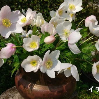 暗いニュースの中、優しい野の花のアレンジで心を癒してます。