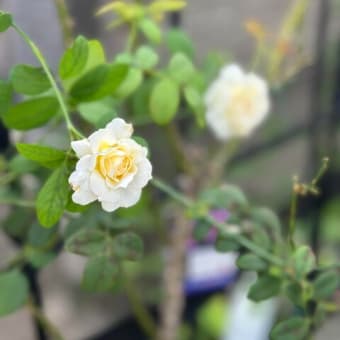 秋バラの開花と大磯巡り