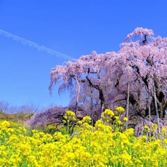 三春の滝桜（4/13 e）