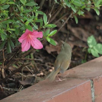 忘れ残りの鳥たち　その２