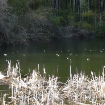 水鳥がやってきた