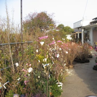 我が店の植木祭り(売出）がいよいよ始まります