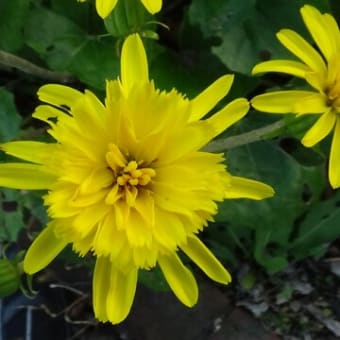 八重咲のツワブキの花が満開