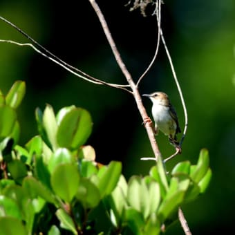 池島の野鳥