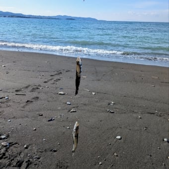 連休最終日も一切の迷いなく館山へ!! 〜館山八幡海岸シロギス釣り〜