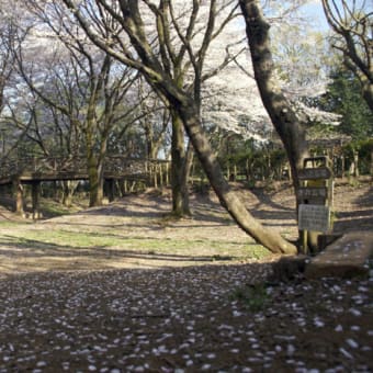 片倉城の桜