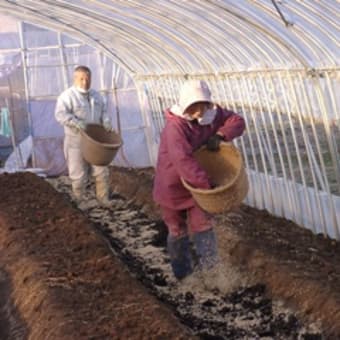 アスパラガス畑の土壌改良