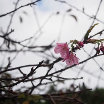 忘年会が続きましたよ