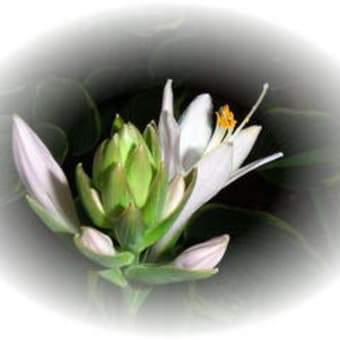 夏の花