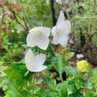ちょっとニチニチソウ遊び＆嵐の中紫陽花は元気