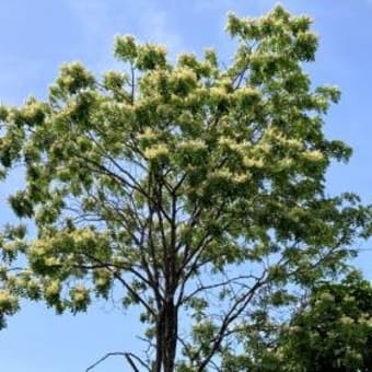 エンジュの花