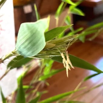 2024七夕　竹の花
