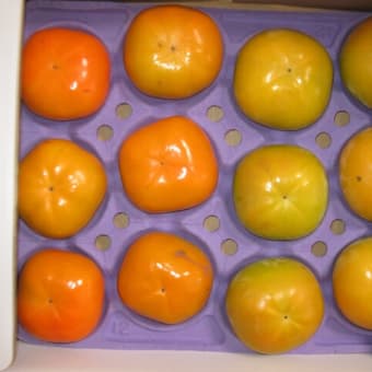 石岡市から太秋柿と貴秋柿の５キロセット届きました。