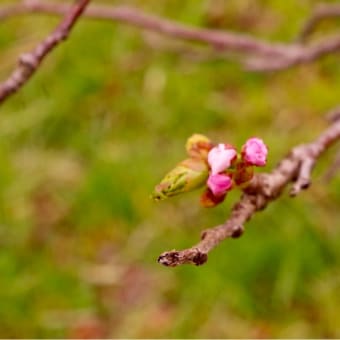 桜2018