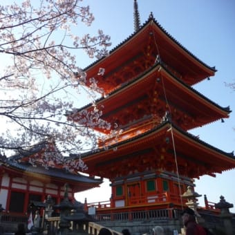 京都まで桜を見に