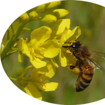 ノジスミレやサクラソウの花が咲き、蜜蜂は集蜜に大忙しでした