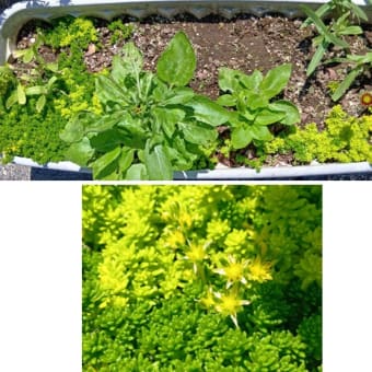 プランター活動のお花と多肉植物　20250628