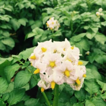 ジャガイモの花は優しい雨によく似合う