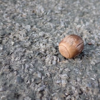 秋の野外公園は要注意？