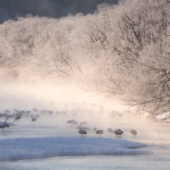 雪裡川のタンチョウと霧氷