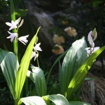 今日の名花　ジョセフィンブルース（HT）、ジャックカルチェ、フレンチレース・・・
