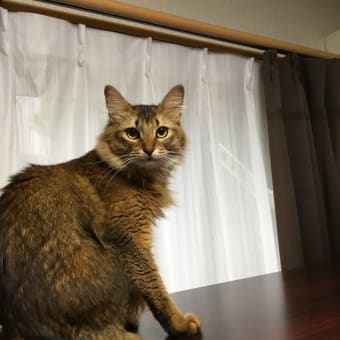 ピピ！