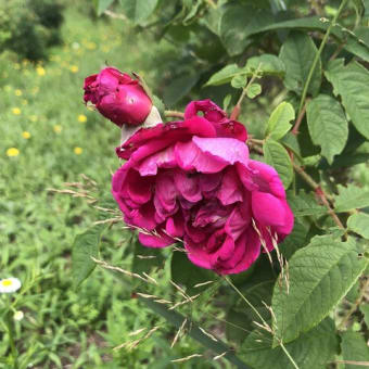 【札幌市北区　百合が原公園のバラ】⑨ー②