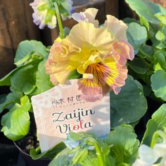 ZaijinViora(ざいじんビオラ）を買いに行きました