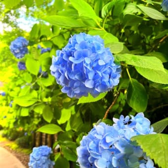 紫陽花ももう直ぐ終わりです！
