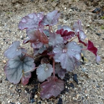 植物のお引っ越し   2021/04/01