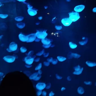 京都上洛・・・水族館編♪