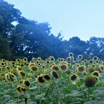 馬見丘公園の向日葵