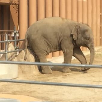 【東山公園】ゾウ好き必見！「ゾージアム」に行ってきました（東山動物園）