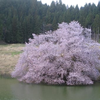 山峡の沼にひっそりと咲く会津の鏡桜は今が満開