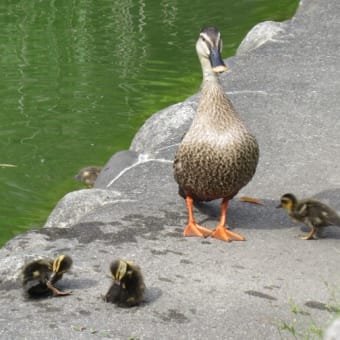 見次公園のカルガモ親子