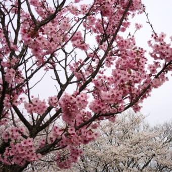 春のかしまです。桜は日本人のこころです！　＆　＜空飛ぶ鹿島灘の漁船？＞