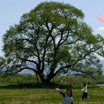 新緑の季節