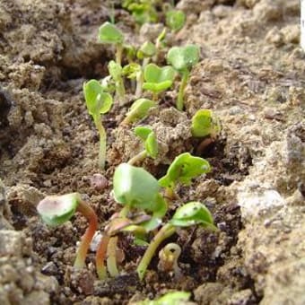 ３日分の成長　オソルベキチカラ